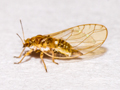 Trioza urticae